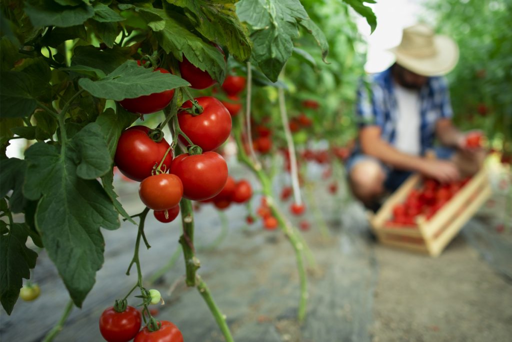 Comment utiliser les tomates d'été ?